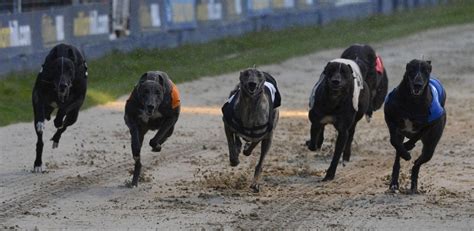 Greyhound tips: How to bet on greyhounds at William Hill.
